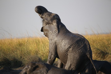 Fototapeta na wymiar elehpant in mud