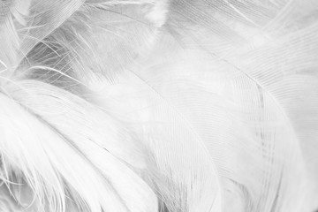 Beautiful white feather pattern texture background