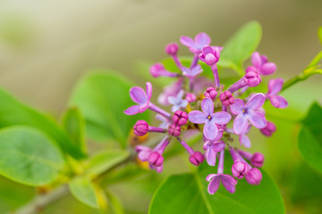 Fototapeta na wymiar Purple Lilac flowers in spring with blurred green background