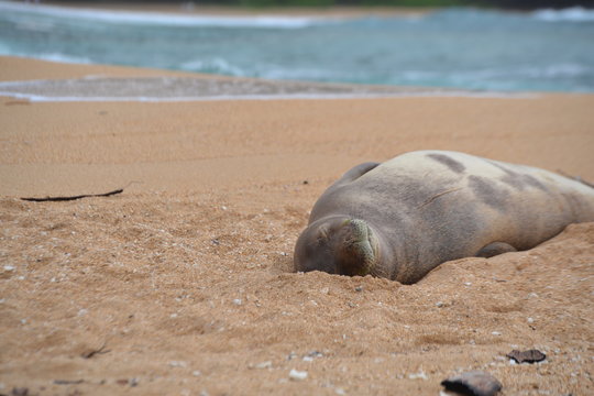 Monk Seal asleep on Kauai