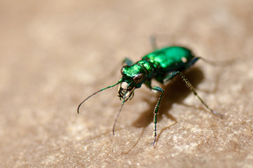 Green jewel beetle