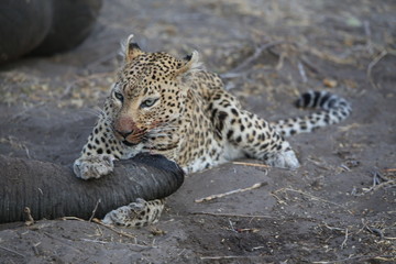 leopard wild