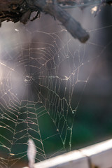 Close up of spider web with blurred background