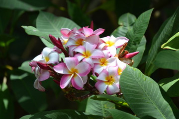 Plumeria blooms on Kauai