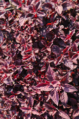 Beautiful green tree, plants, forest and flowers in the outdoor gardens and parks