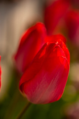 Red Tulip in a Japanese Garden