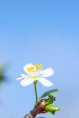 Obraz premium Close up of Plum flower blooming in spring. Blossom flowers isolated with blurred background