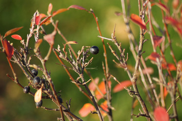 black berry on a branch in the center of the frame and some berries on the left, with dried red leaves