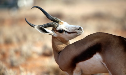 antelope in south africa - obrazy, fototapety, plakaty