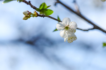 Close up of Plum flower blooming in spring. Blossom flowers isolated with blurred background