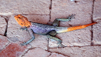 lizard macro