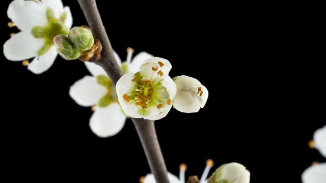 Timelapse of a Hawthorn Flower (Crataegus monogyna) opening in spring against a black back ground