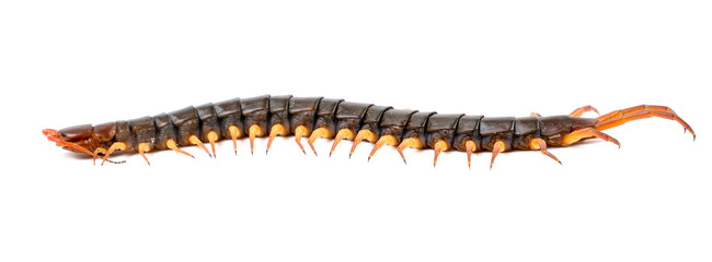 centipede isolated on white background