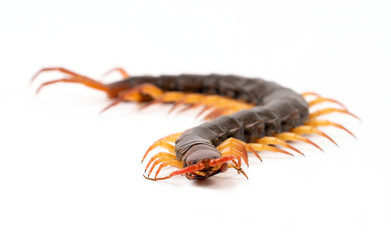 centipede isolated on white background