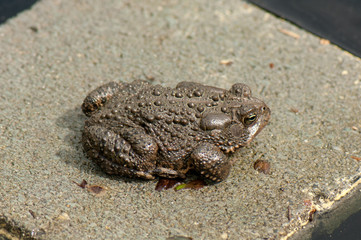 American toad in spring