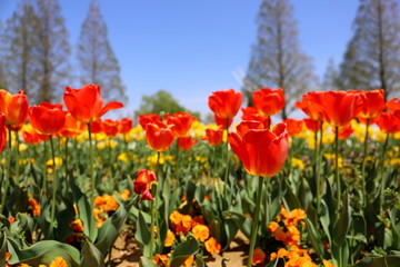 Fototapeta na wymiar 春の公園に咲く赤いチューリップ