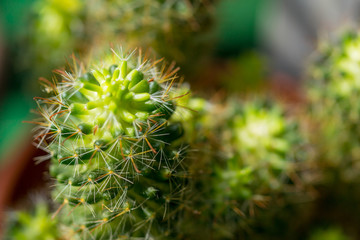 Close up of Cactus in the vase with blurred green background. Cactus thorns macro