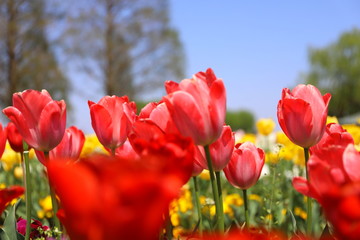 春の公園に咲く赤いチューリップ