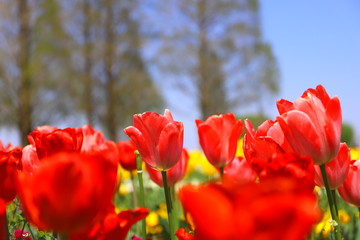 春の公園に咲く赤いチューリップ