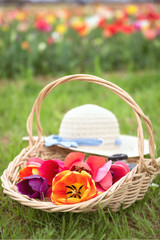 Basket with tulips - 263466509
