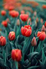 Red Tulips - 263466523