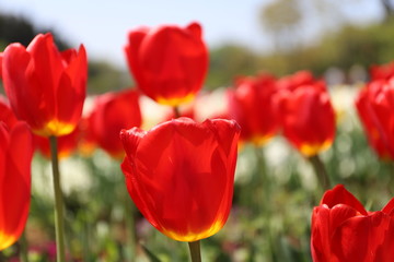 春の公園に咲く赤いチューリップ