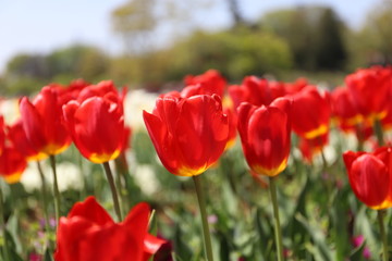 春の公園に咲く赤いチューリップ