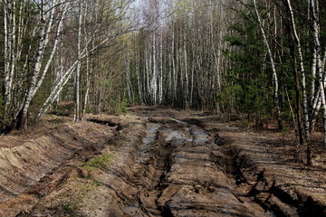 path in forest