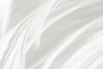 Fototapeta na wymiar Beautiful white feather pattern texture background