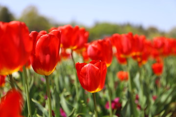 Fototapeta premium 春の公園に咲く赤いチューリップ