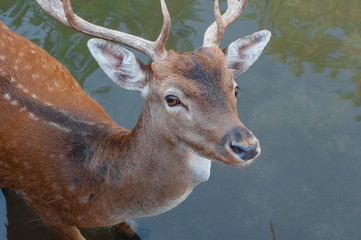 Cute  deer in the water.