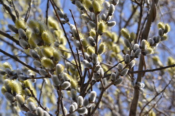 flowering willow