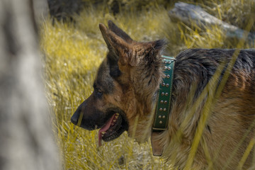 Perro pastor alemán en un bosque