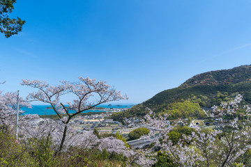 満開の桜　高松自動車道　瀬戸内海(香川県さぬき市)