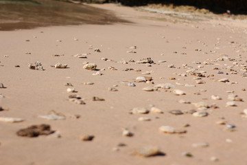 Fototapeta na wymiar A small rock on a beach