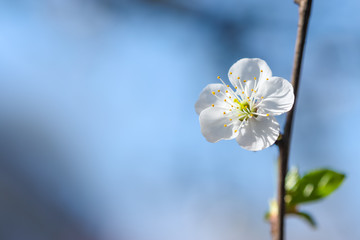 Close up of Plum flower blooming in spring. Blossom flowers isolated with blurred background