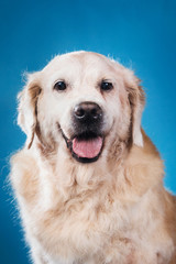 Studio shot of old Labrador Retriever dog, sitting against blue background