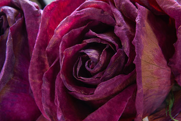 macro wilting rose