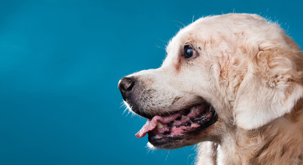 Studio shot of old Labrador Retriever dog, sitting against blue background