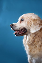 Studio shot of old Labrador Retriever dog, sitting against blue background