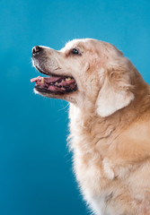 Studio shot of old Labrador Retriever dog, sitting against blue background