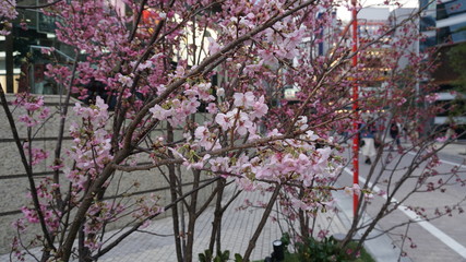 上野桜