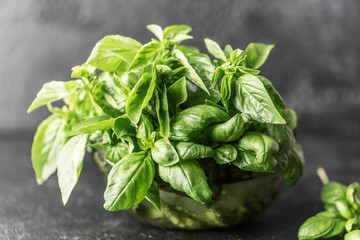 Fresh basil on a stone and dark background. Green basil. Food background. Basil plant for healthy...