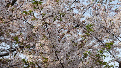上野桜