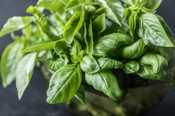 Fresh basil on a stone and dark background. Green basil. Food background. Basil plant for healthy cooking