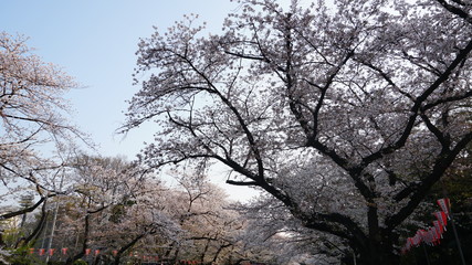 上野桜