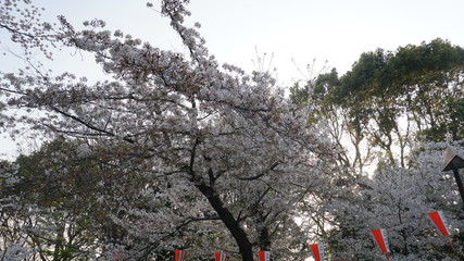 上野桜
