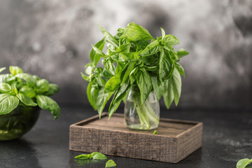 Naklejka premium Fresh basil on a stone and dark background. Green basil. Food background. Basil plant for healthy cooking