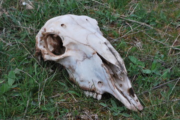 Skull on grass