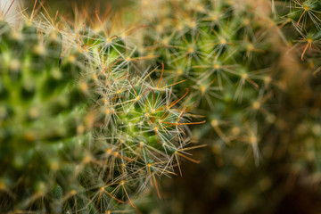 Close up of Cactus in the vase with blurred green background. Cactus thorns macro